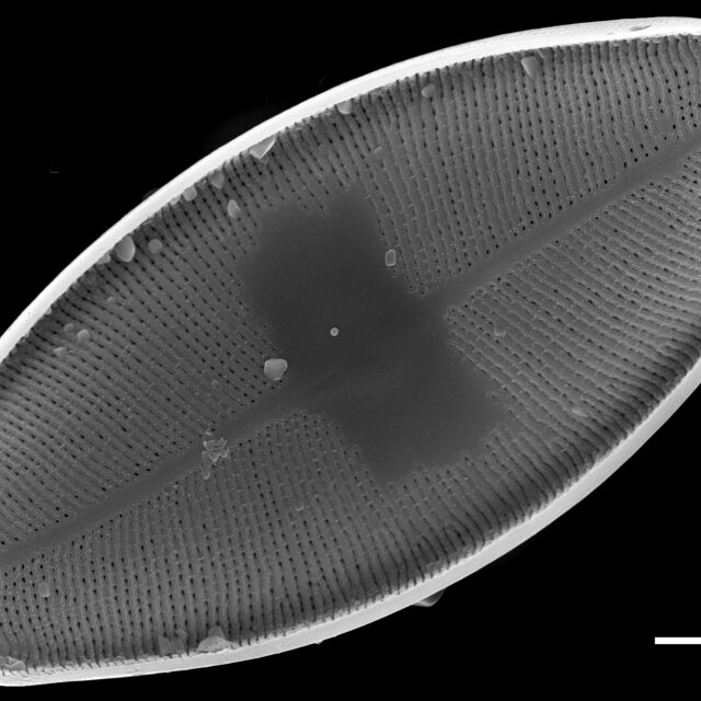 Eucocconeis flexella SEM2