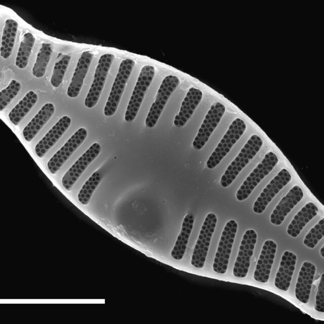 Planothidium haynaldii SEM1