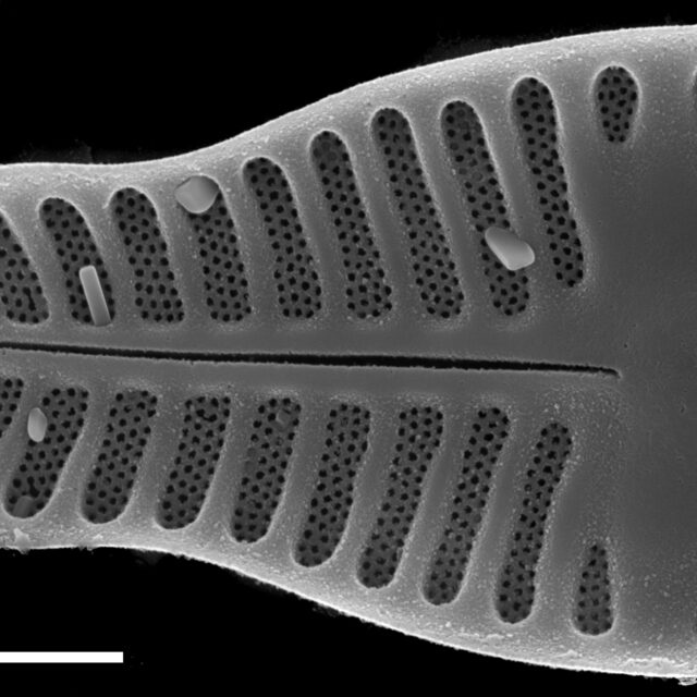 Planothidium haynaldii SEM2