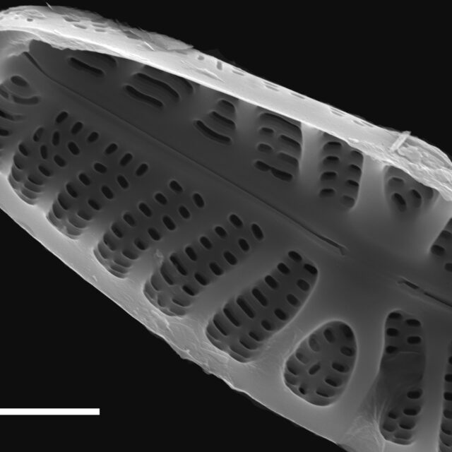 Hippodonta hungarica SEM2