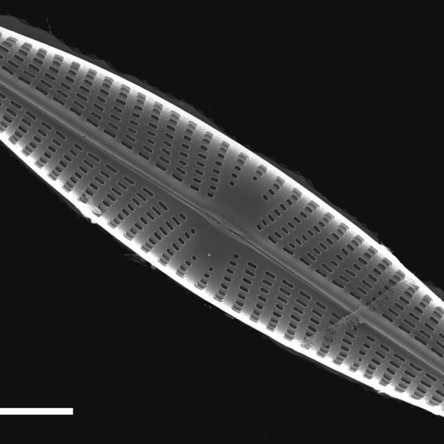 Navicula libonensis SEM1