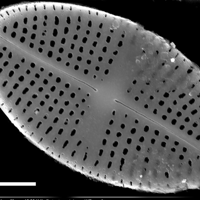 Psammothidium semiapertum SEM1