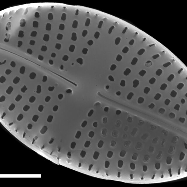 Psammothidium semiapertum SEM2