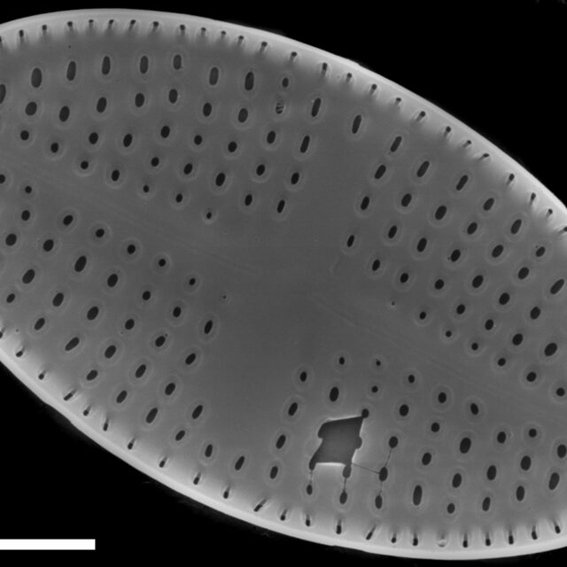 Psammothidium semiapertum SEM3