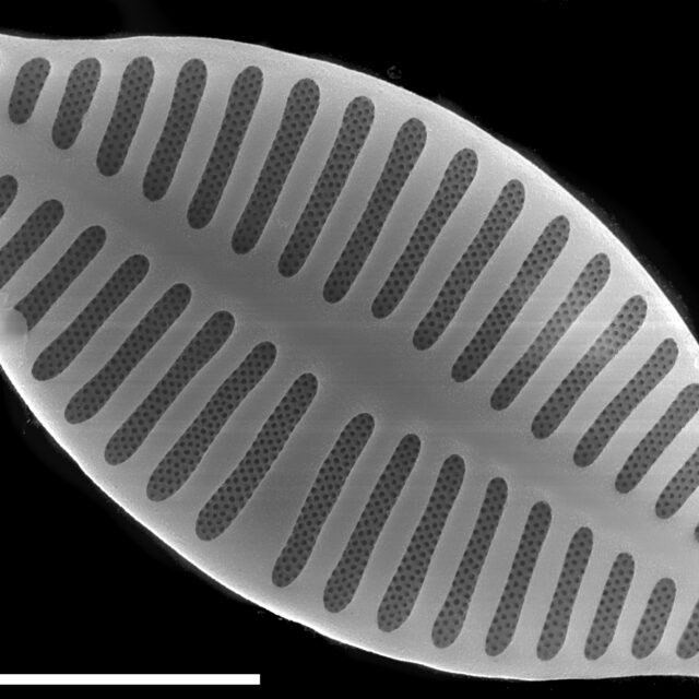 Planothidium delicatulum SEM1