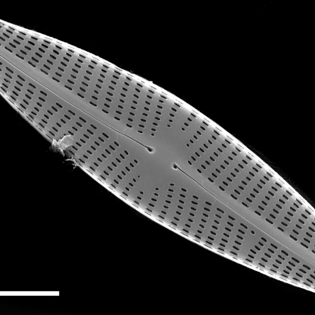 Navicula veneta SEM1