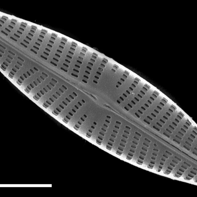 Navicula veneta SEM2