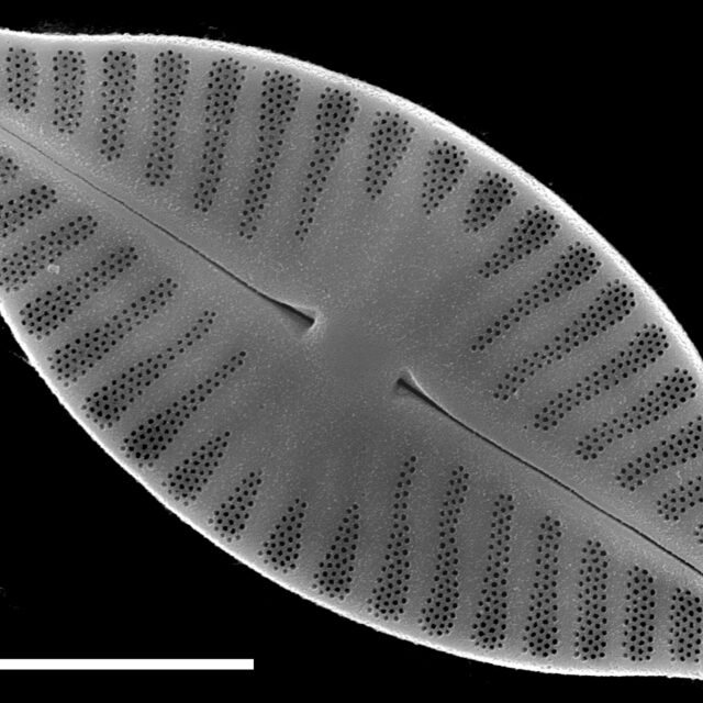 Planothidium delicatulum SEM2