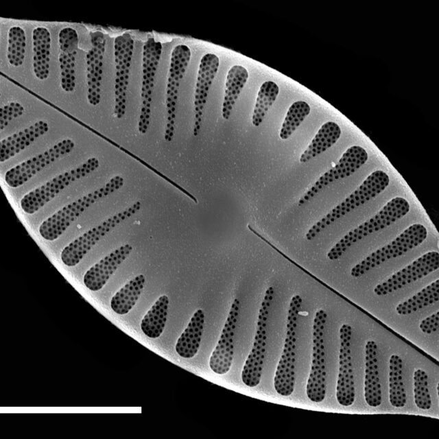 Planothidium delicatulum SEM3