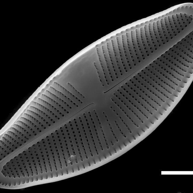 Eucocconeis laevis SEM2