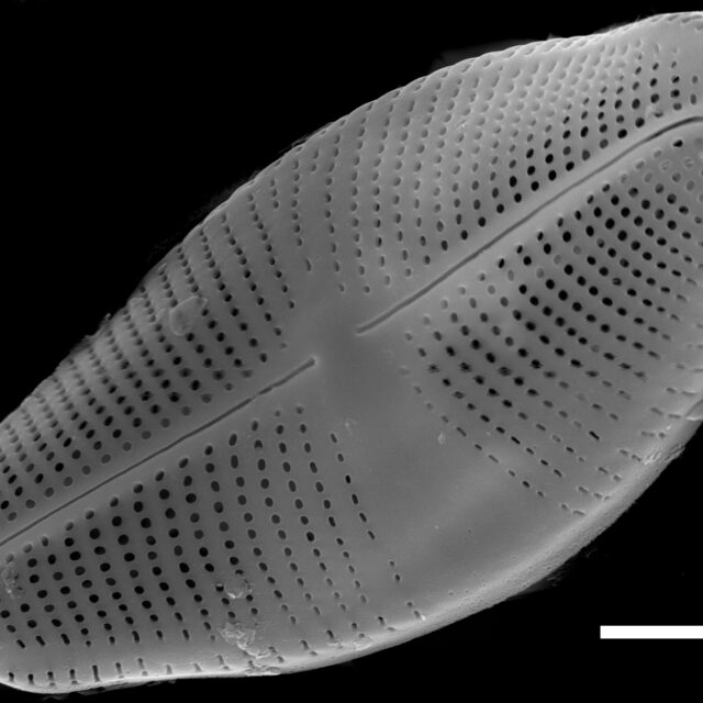 Eucocconeis laevis SEM3