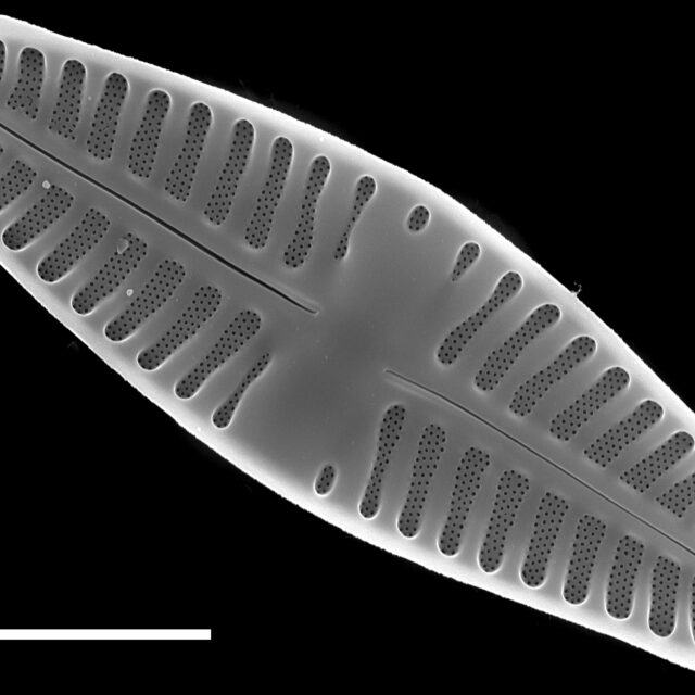 Planothidium lanceolatum SEM4