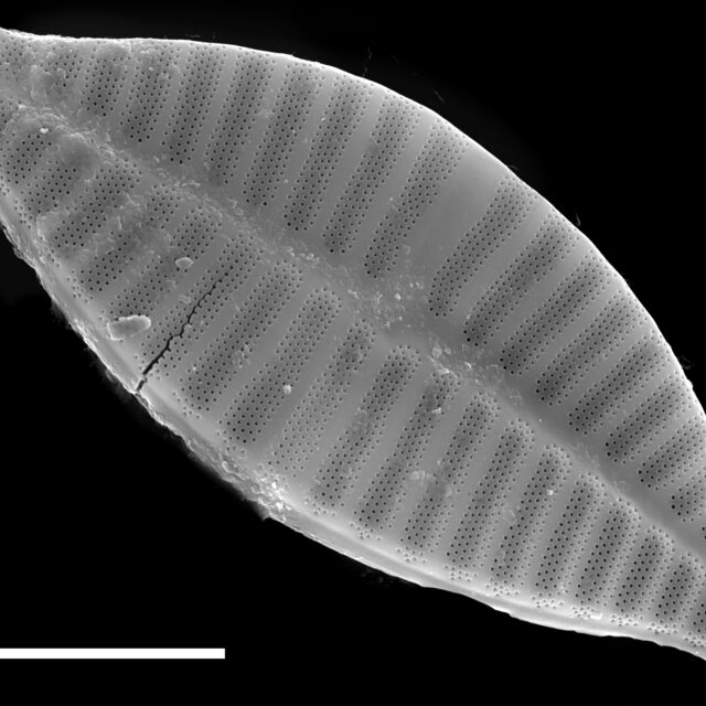 Planothidium delicatulum SEM4