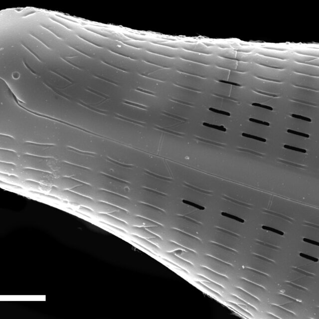 Navicula slesvicensis SEM3