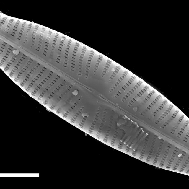 Navicula slesvicensis SEM4