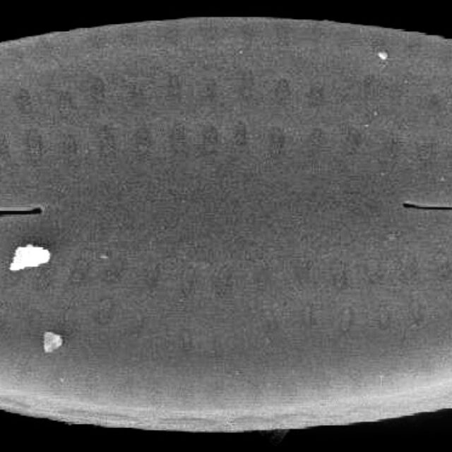 Nupela neglecta SEM4