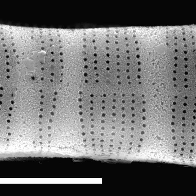 Diatoma tenuis SEM1