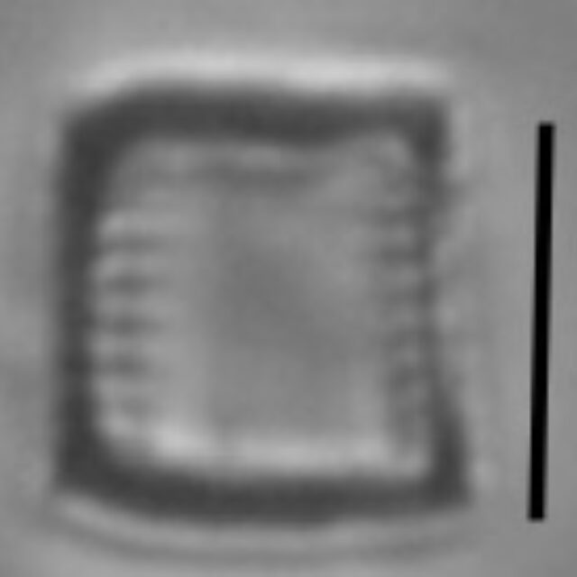 Nanofrustulum cataractarum LM1r