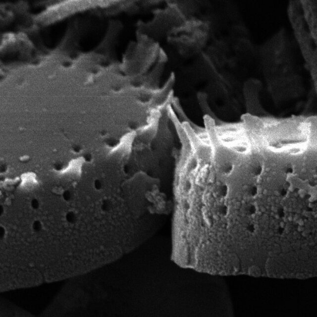 Nanofrustulum cataracterum SEM3