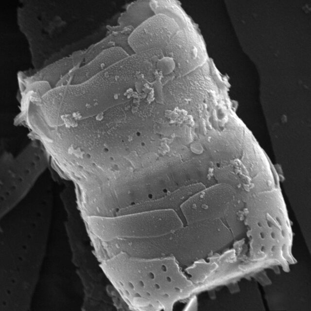 Nanofrustulum cataractum SEM1