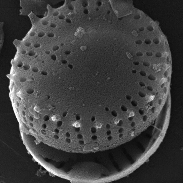 Nanofrustulum cataractum SEM2