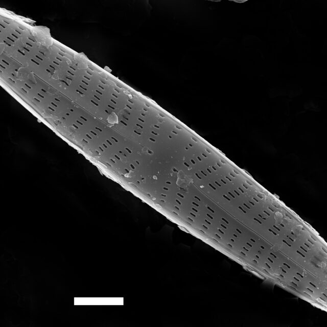 Navicula Pseudotenelloides ANSP PF43 015 SEM