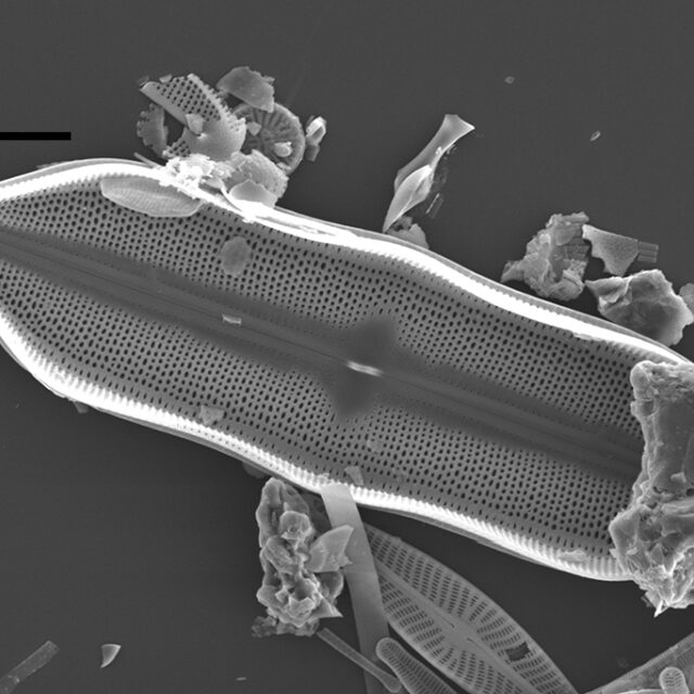 Neidium Hitchcockii Sem2