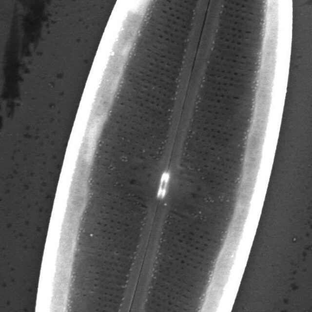 Neidium Productum Sem1