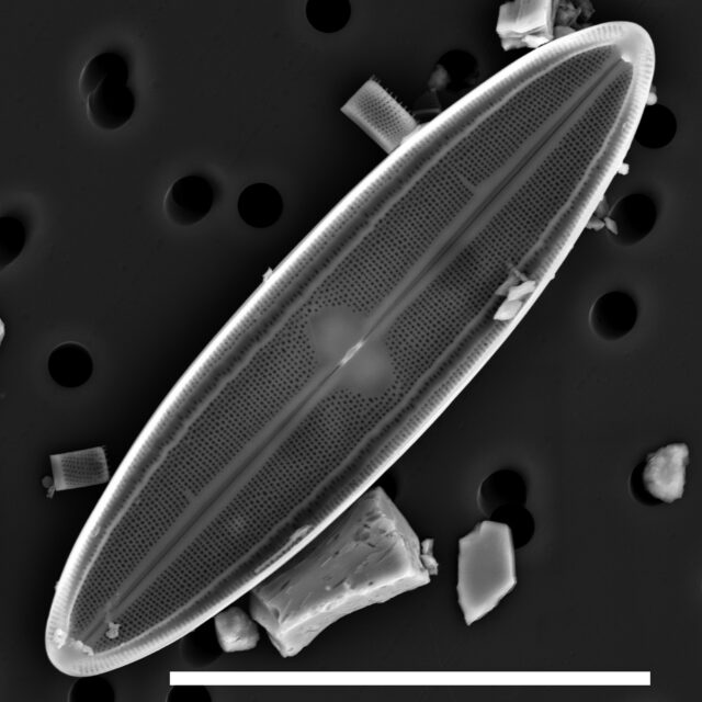 Neidium fossum SEM1