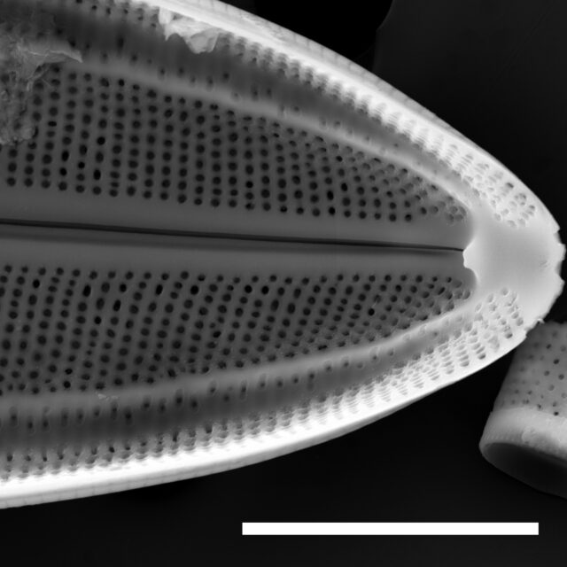 Neidium fossum SEM2