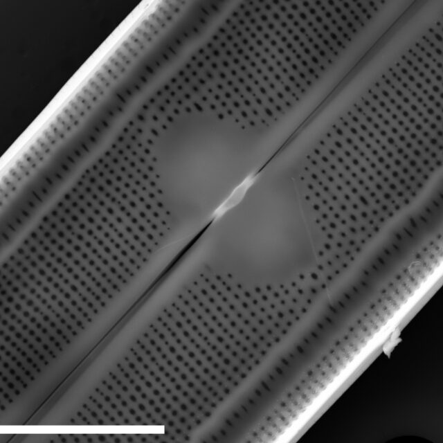 Neidium fossum SEM4