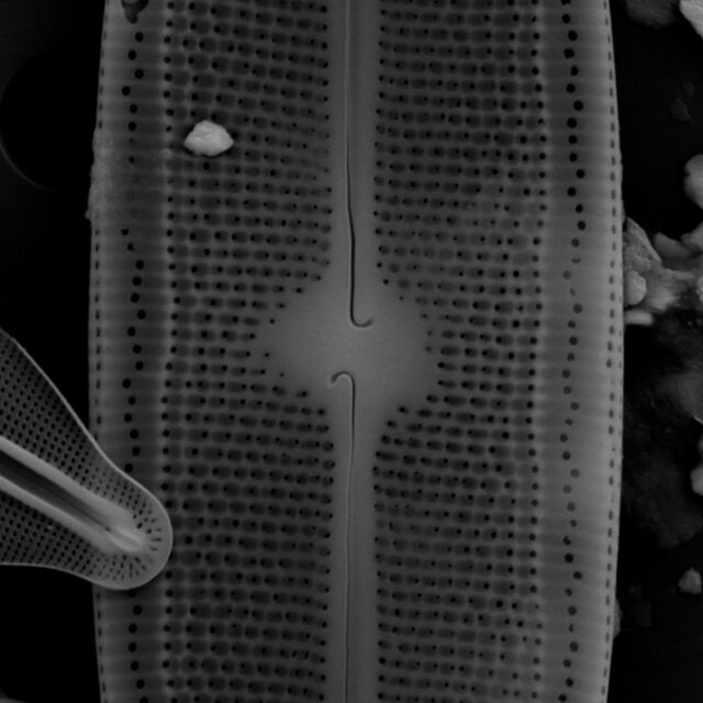 Neidium sp1 external SEM 10µm