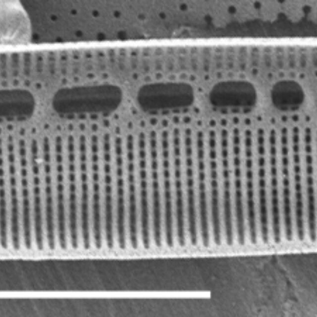 Nitzschia dissipata SEM1