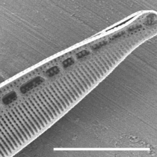 Nitzschia dissipata SEM2