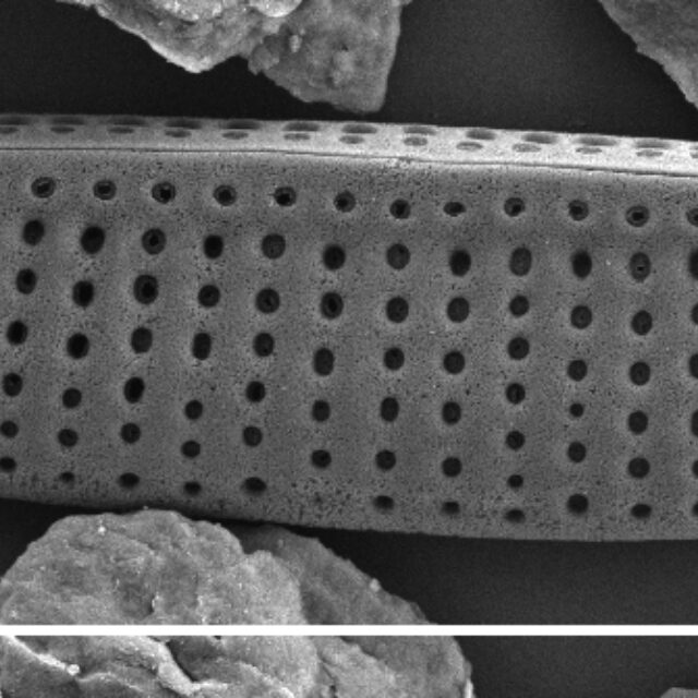 Nitzschia inconspicua SEM1