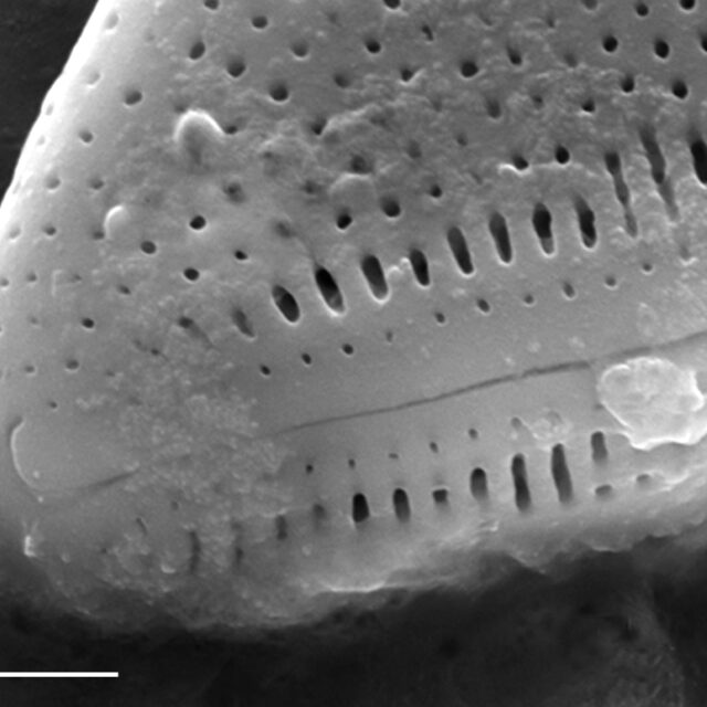 Nitzschia kurzeana SEM1