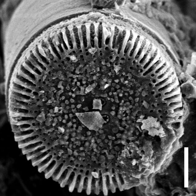 Orthoseira oregoniana SEM 1 COLO 12348