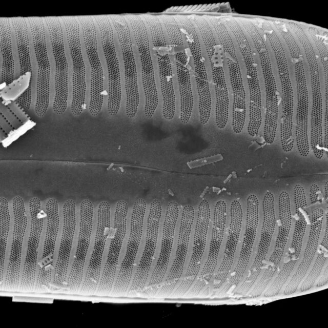 Pinnularia ectorii SEM1