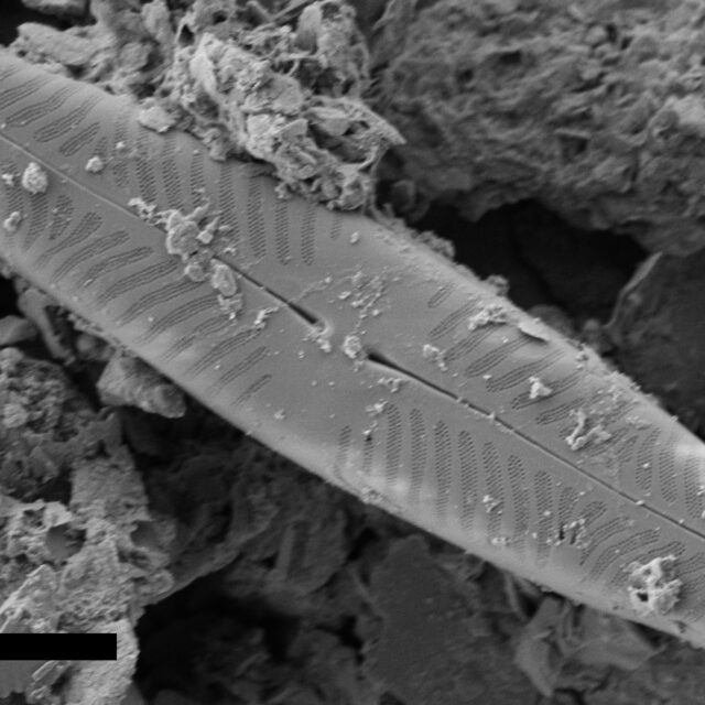 Pinnularia Divergentissima Subrostrata SEM PF23a 001