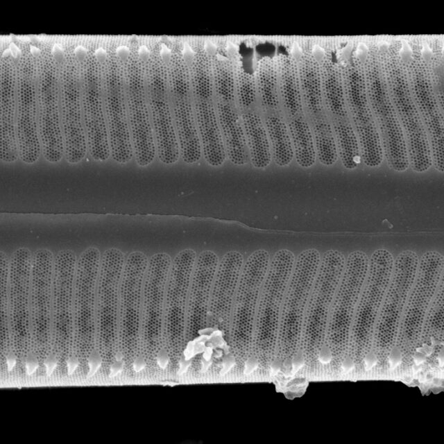 Pinnularia rexlowei SEM1