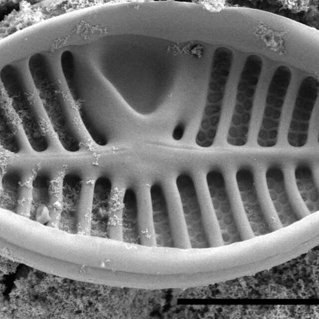 Planothidium californicum SEM1