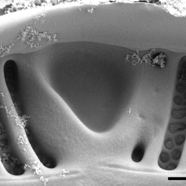 Planothidium californicum SEM2