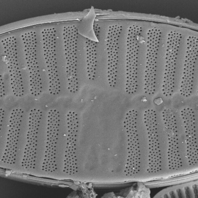 Planothidium Sheathii Sem01