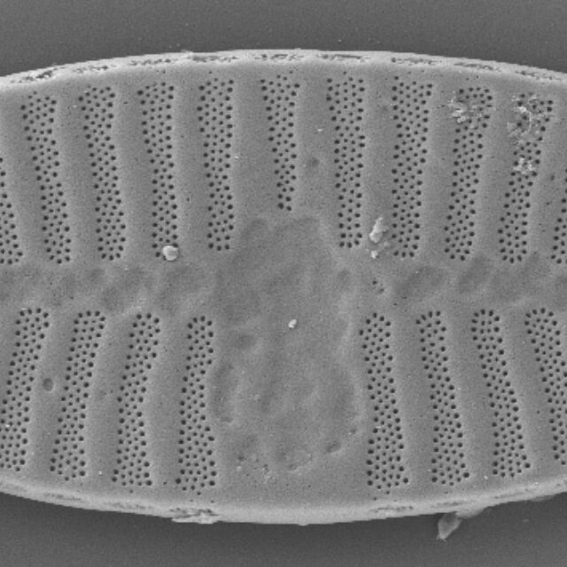 Planothidium Sheathii Sem04