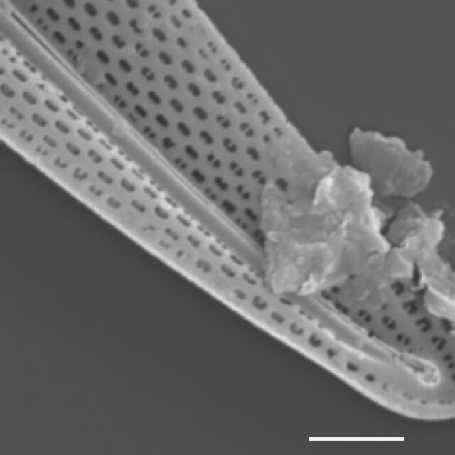 Pleurosigma Delicatulum Sem2