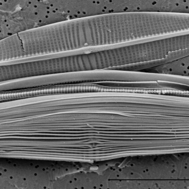 Proschkinia Browderiana Sem5