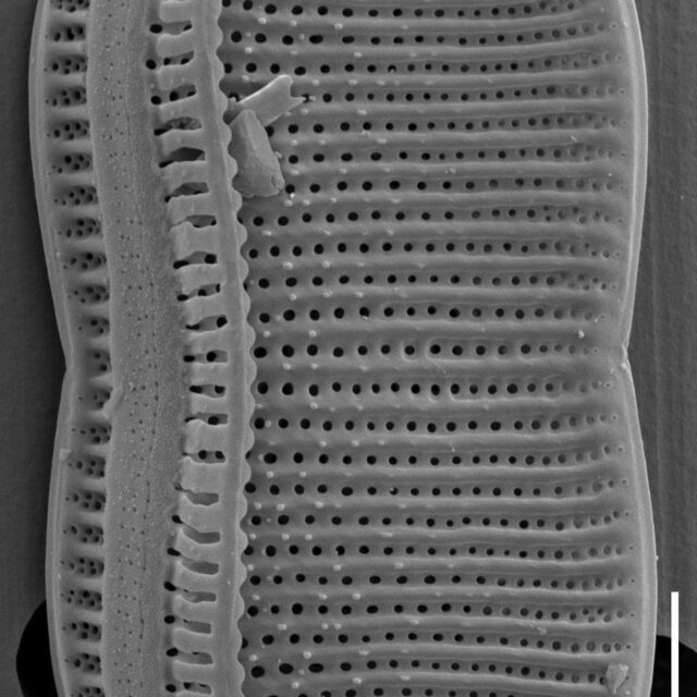 Psammodictyon constrictum SEM1