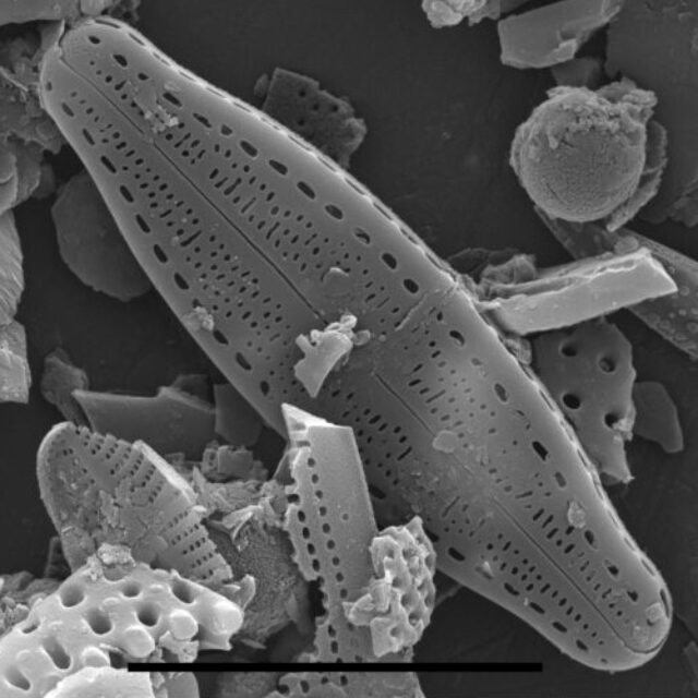 Pulchellophychus schwabei SEM1