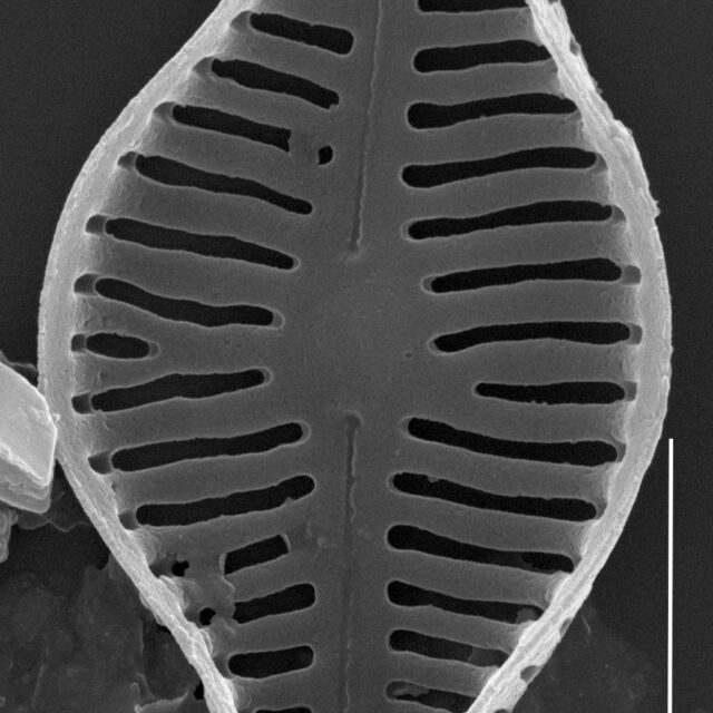 Humidophila schmassmanni SEM3