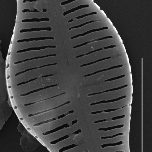 Humidophila schmassmanni SEM4